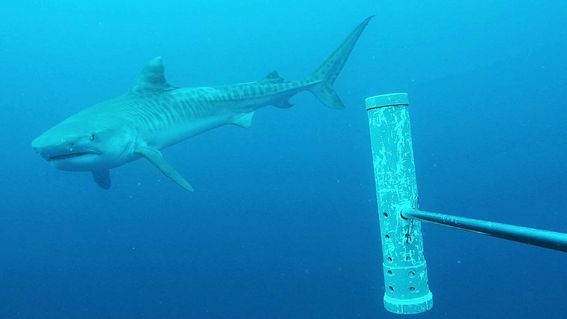 Tiger Shark 1