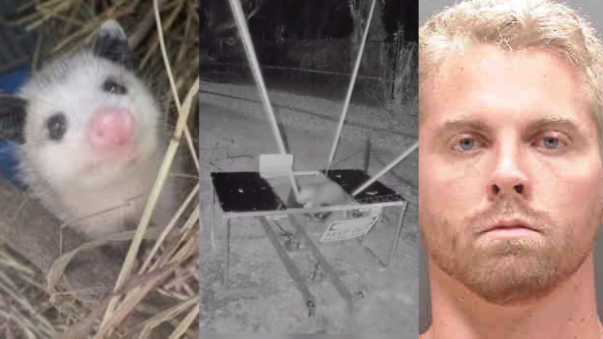 Tik Toker baut Tierkatapult