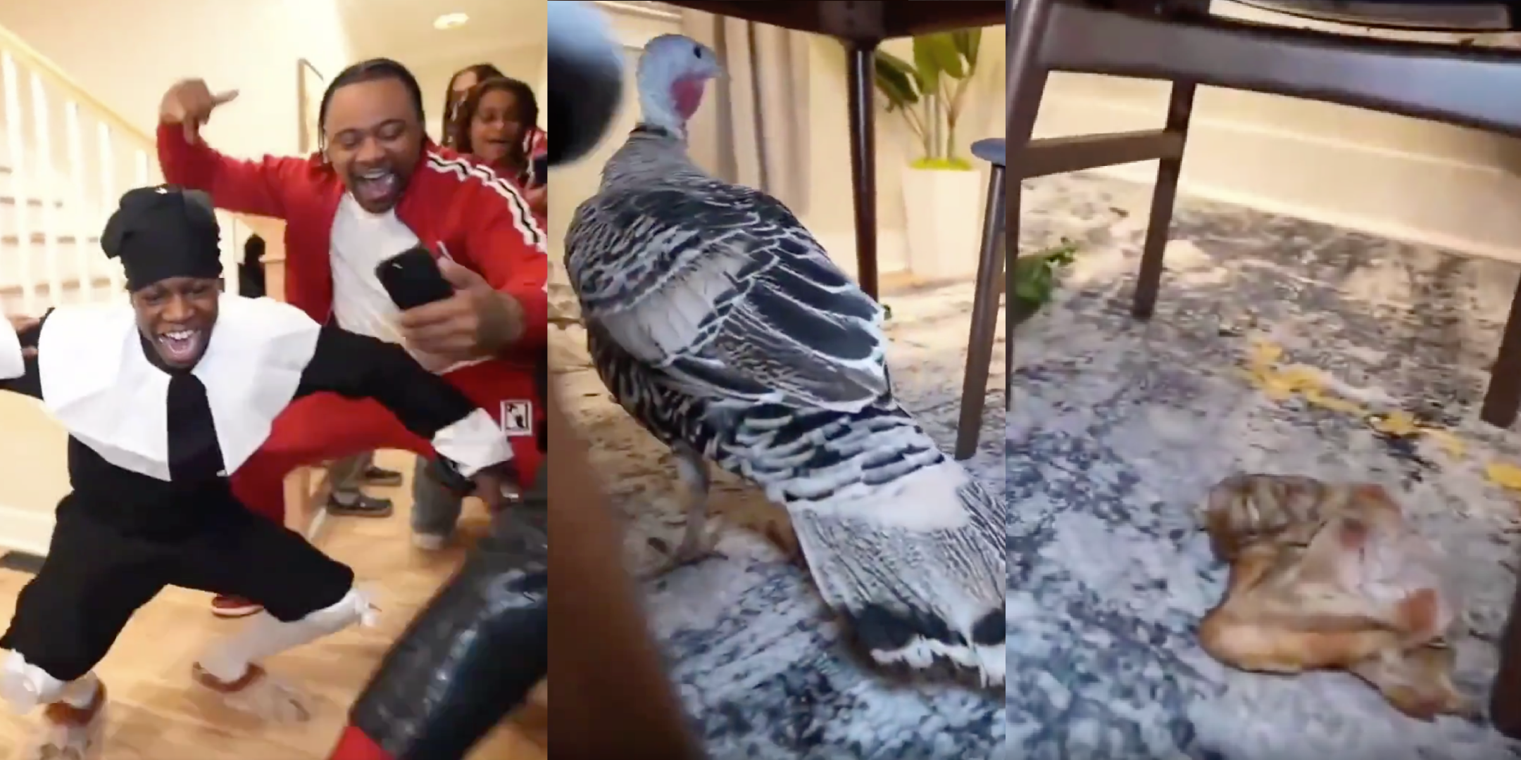 Truthahn in Tierquaelerstream 2