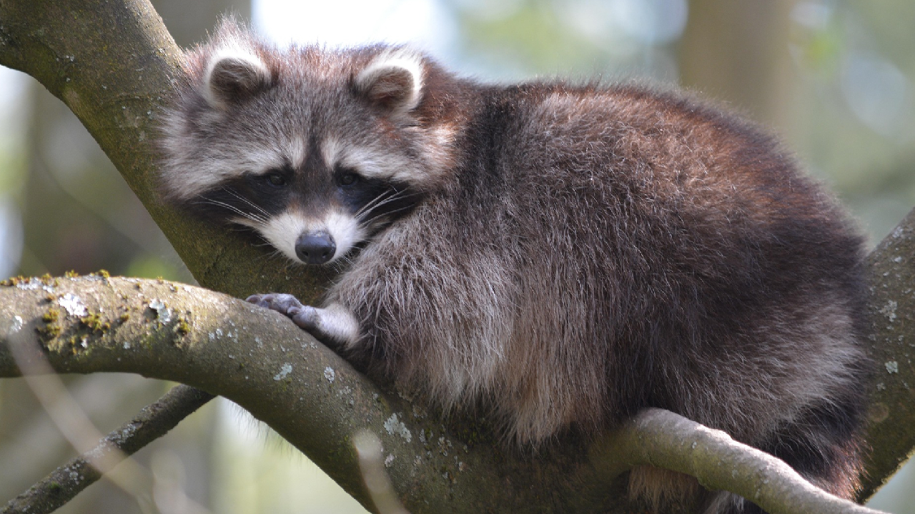 Waschbär Pixabay