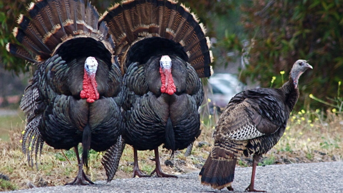 Wild Turkeys in Ohio 1