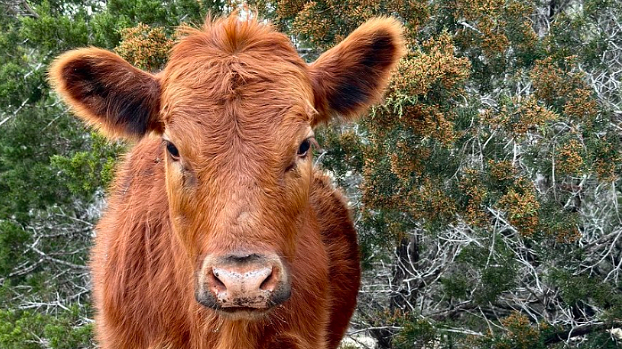 Winne The Moo Streamerin kriegt Futter durch Spenden