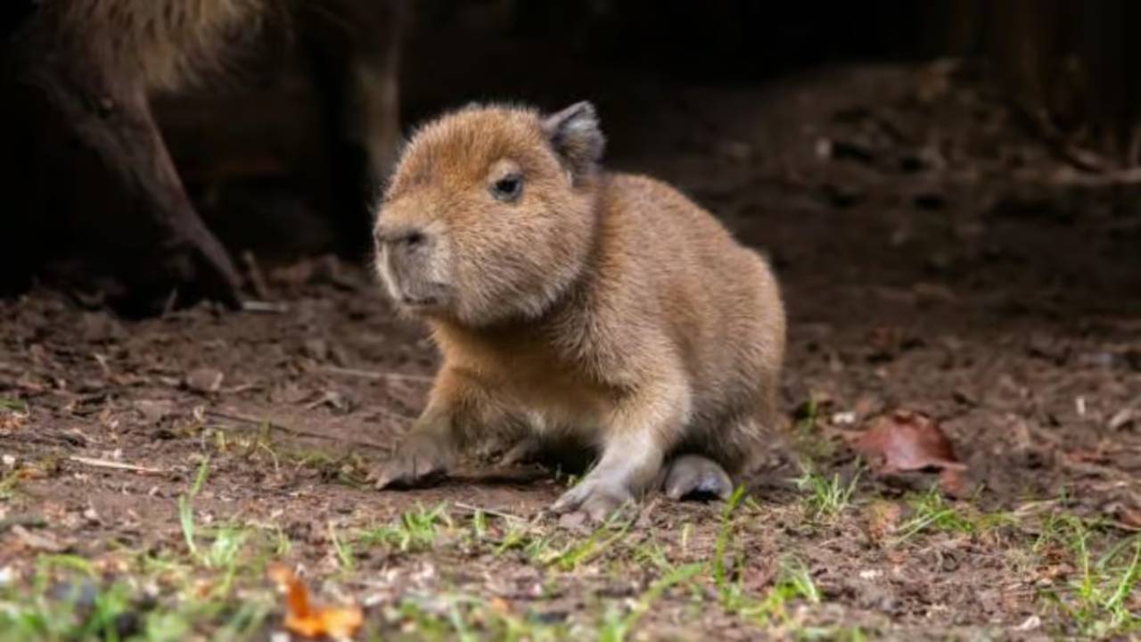 Zoo Baby Capybara