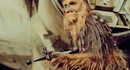 Bowcaster wookie fortnite