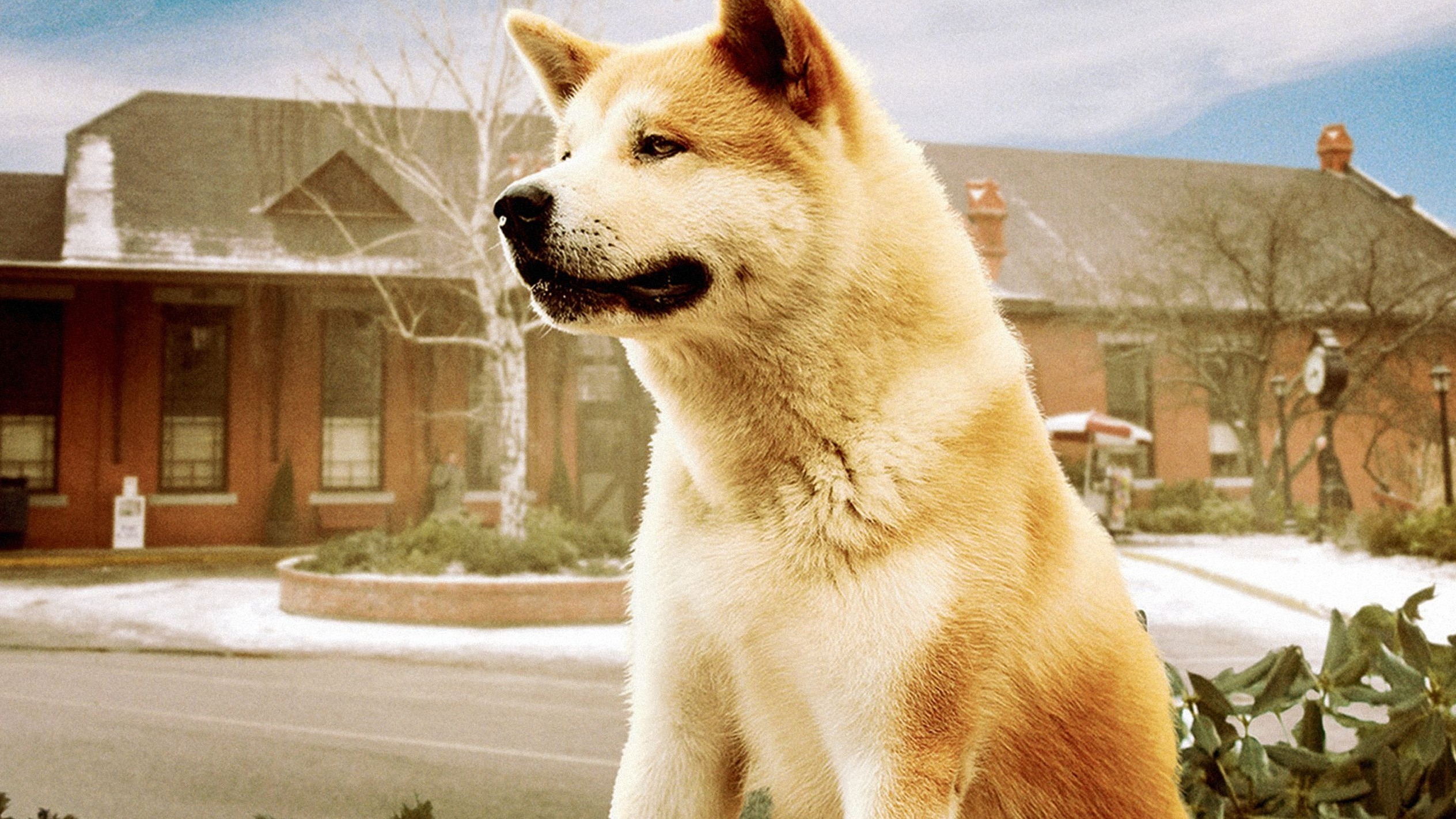 Cropped Hachi A Dogs Tale