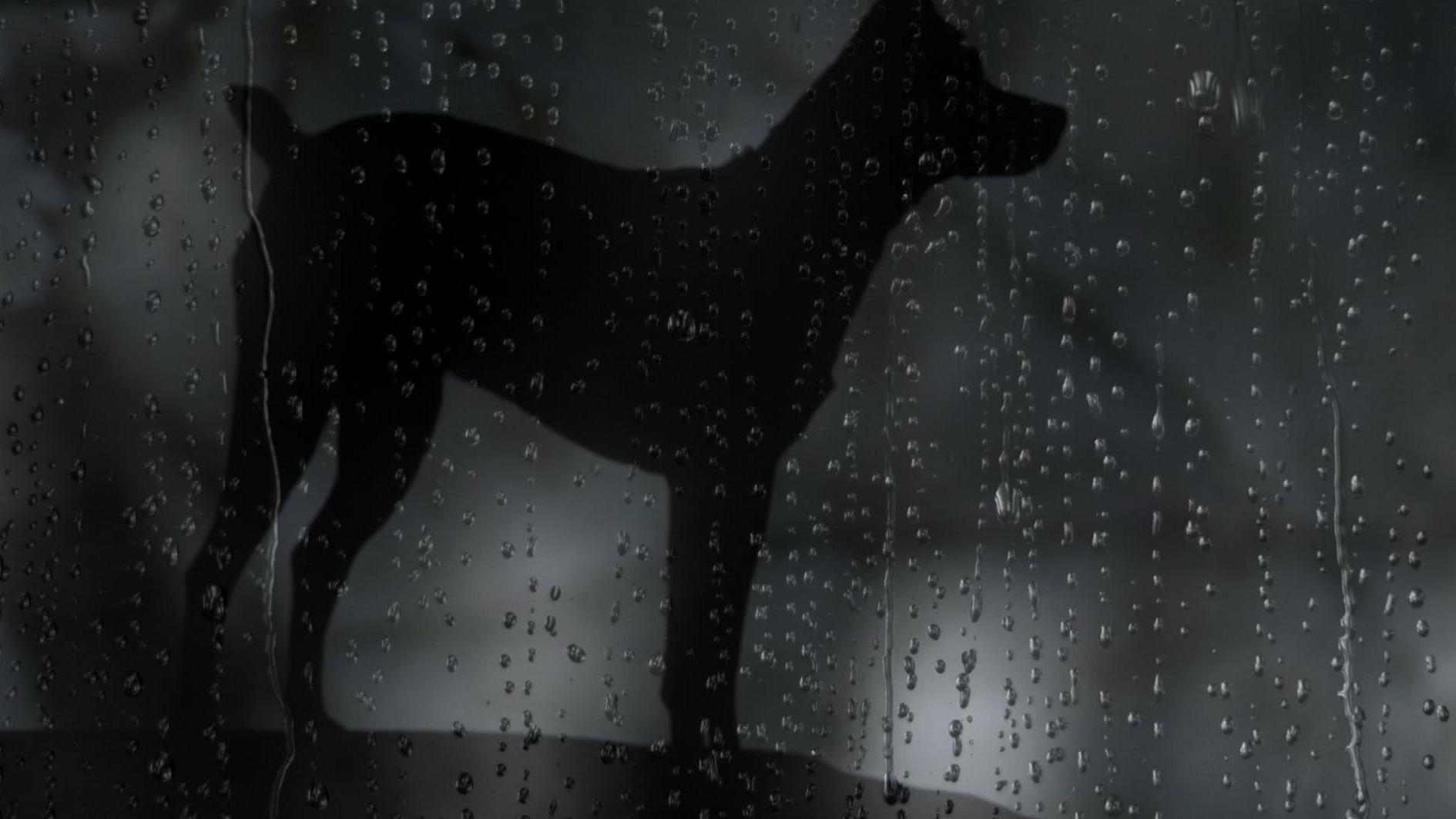 Cropped Heart of a Dog