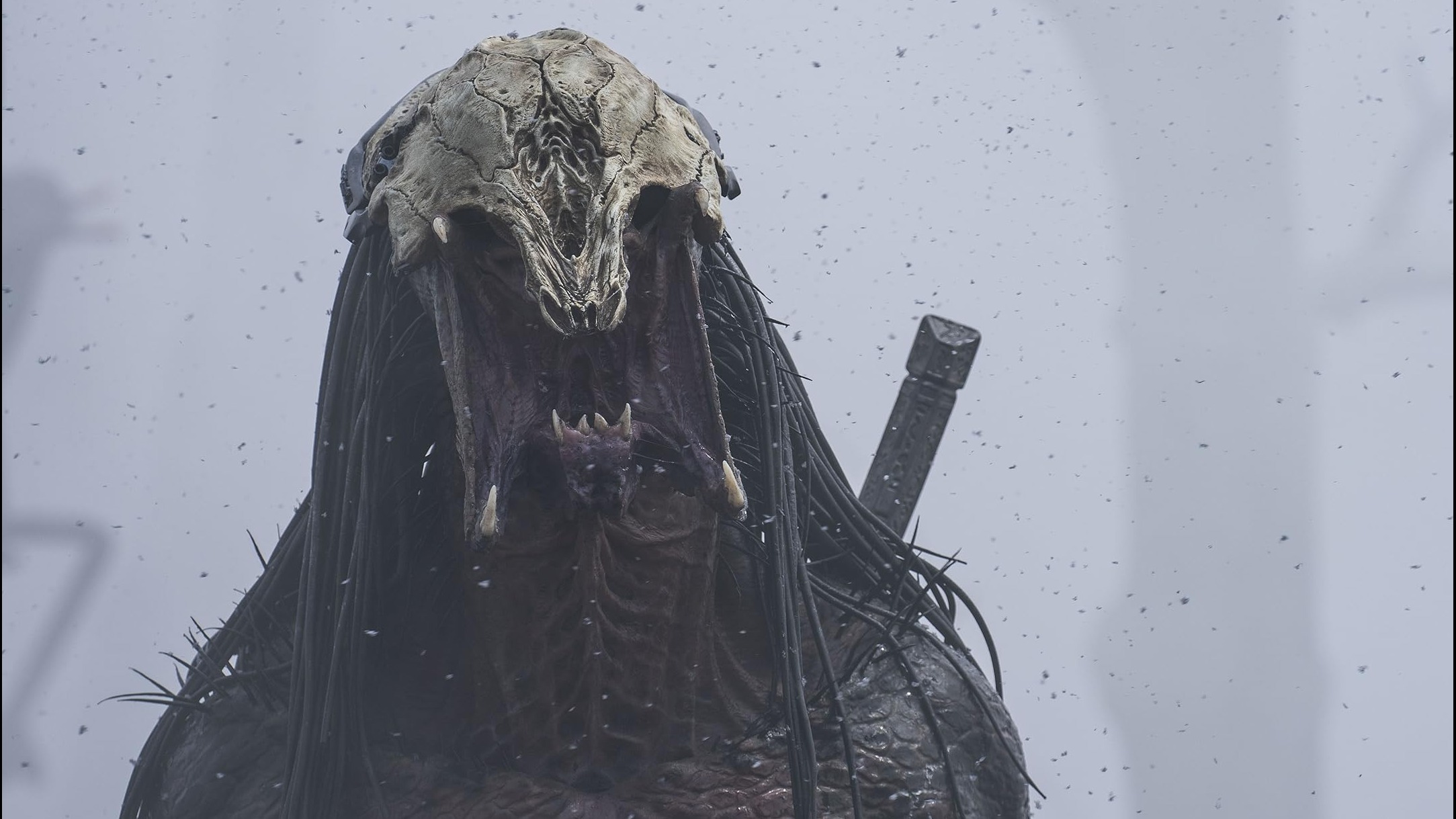 Cropped Prey 1