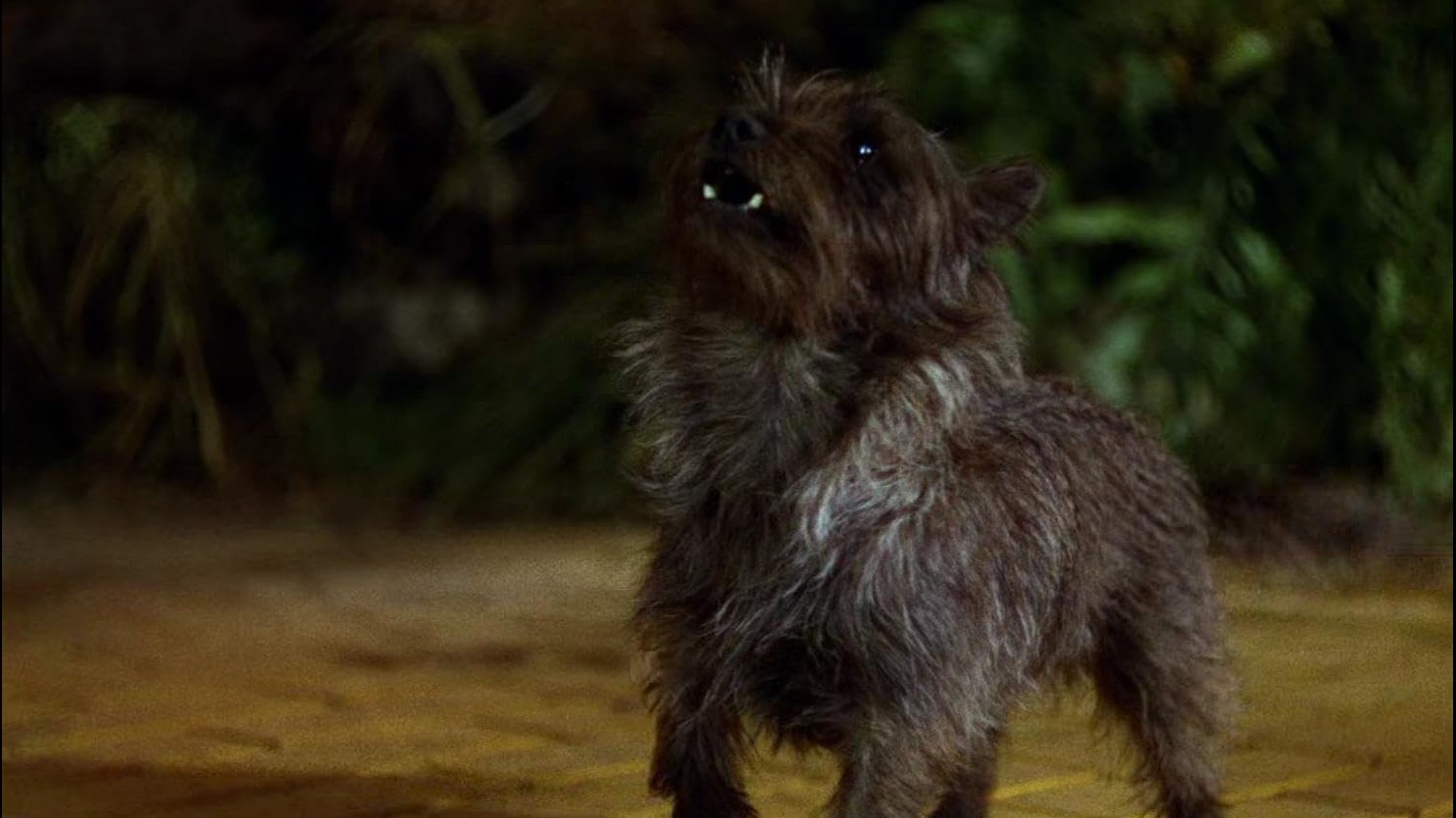 Cropped Terry the Dog