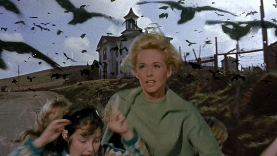 Cropped The Birds