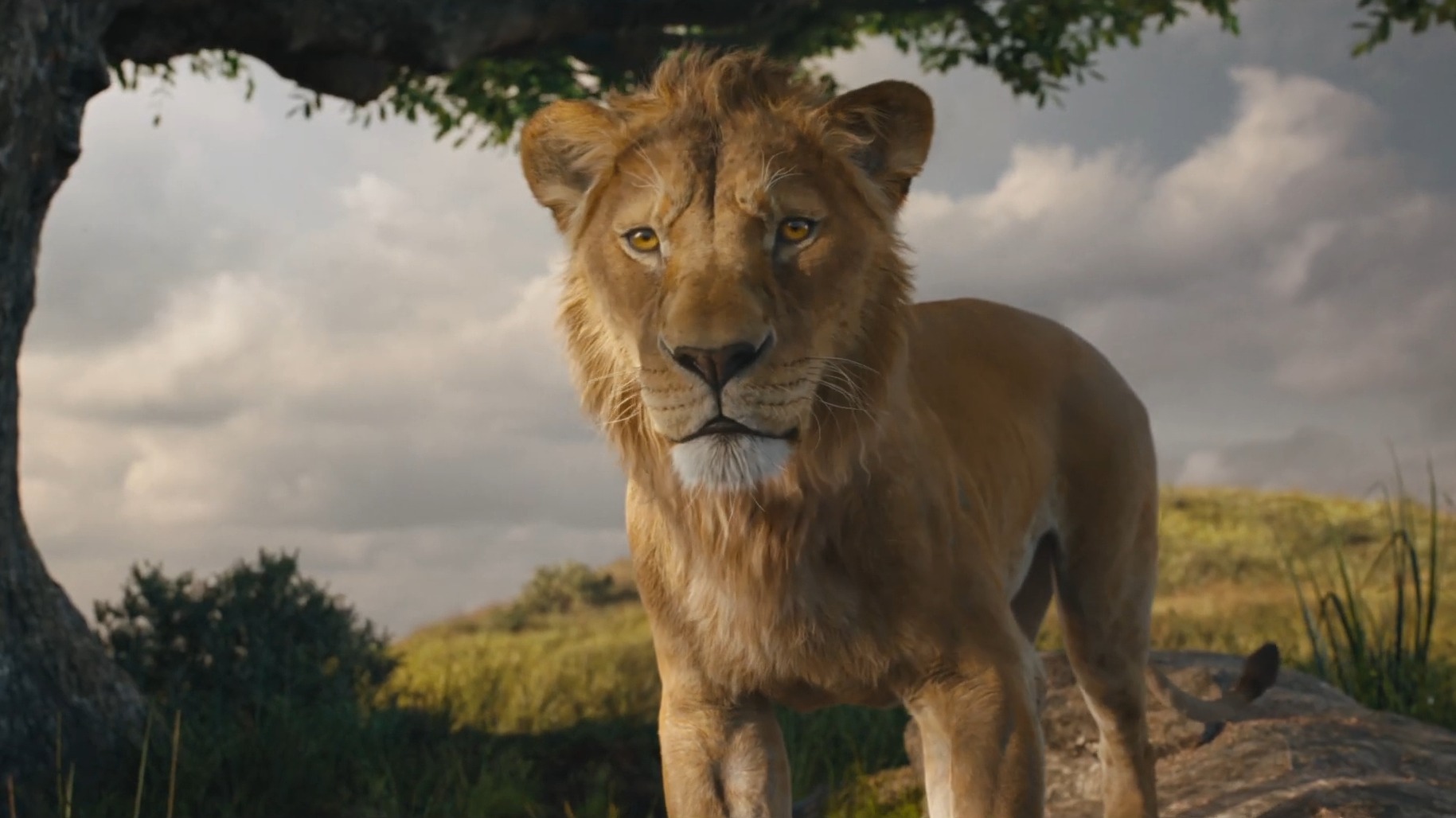 Cropped mufasa