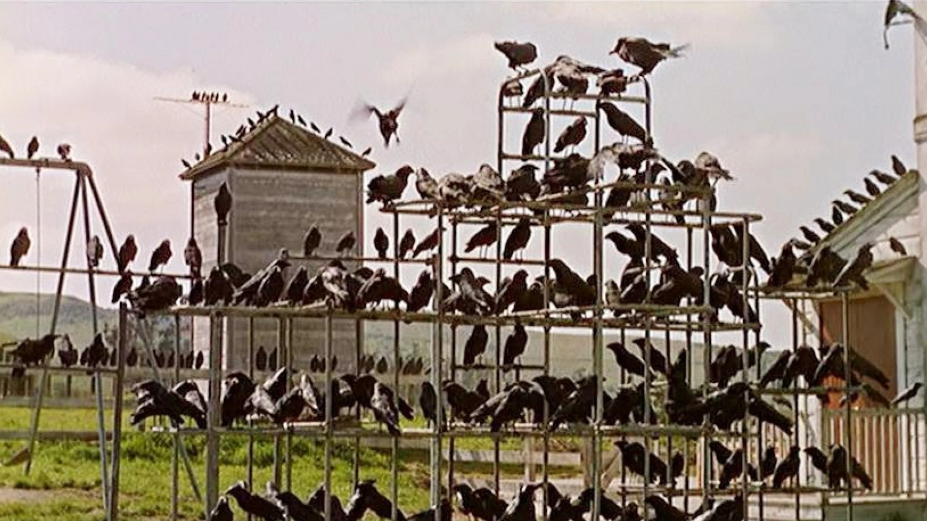 Cropped the birds 1963