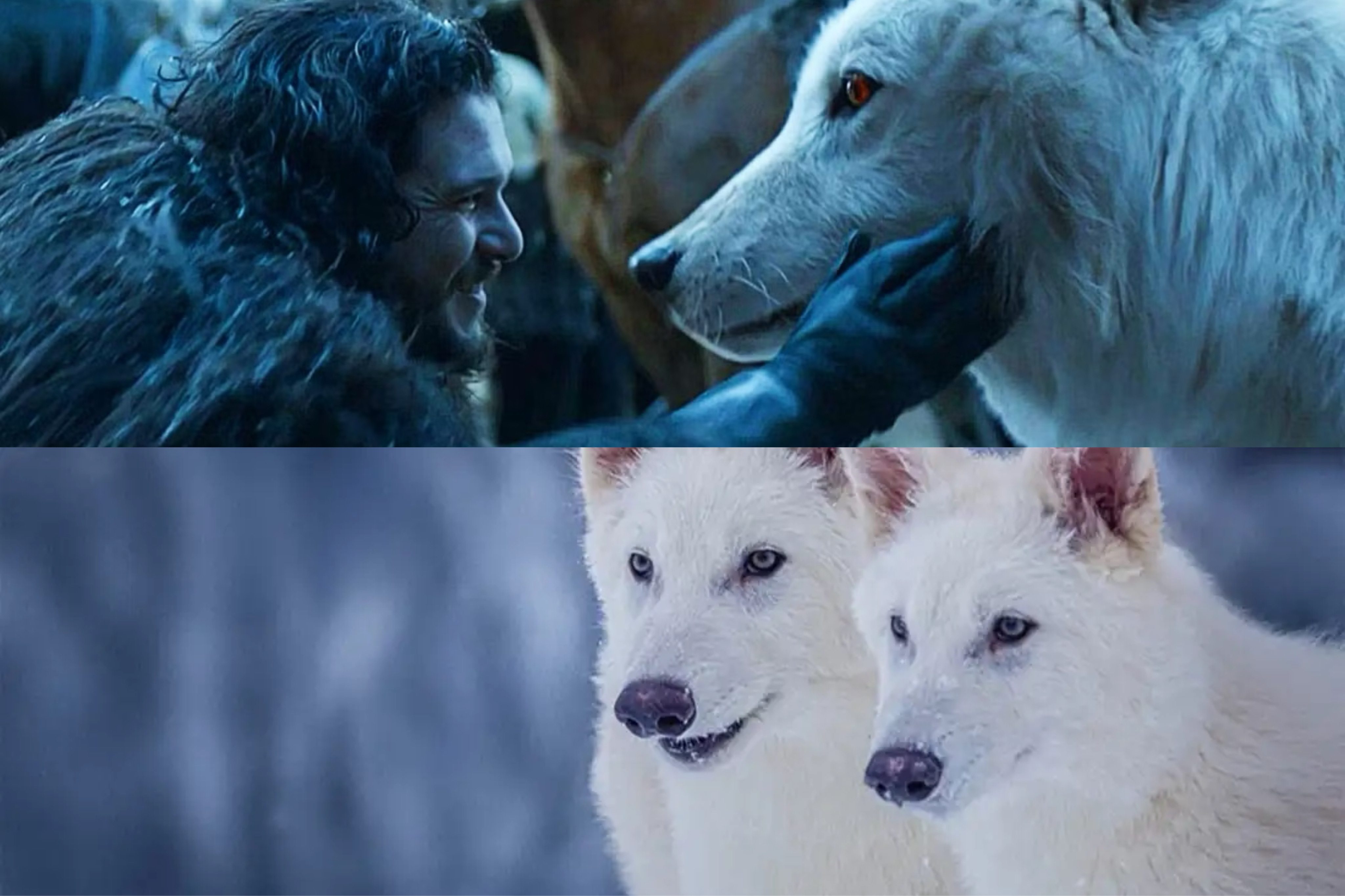 Dire wolves are back thumbnail