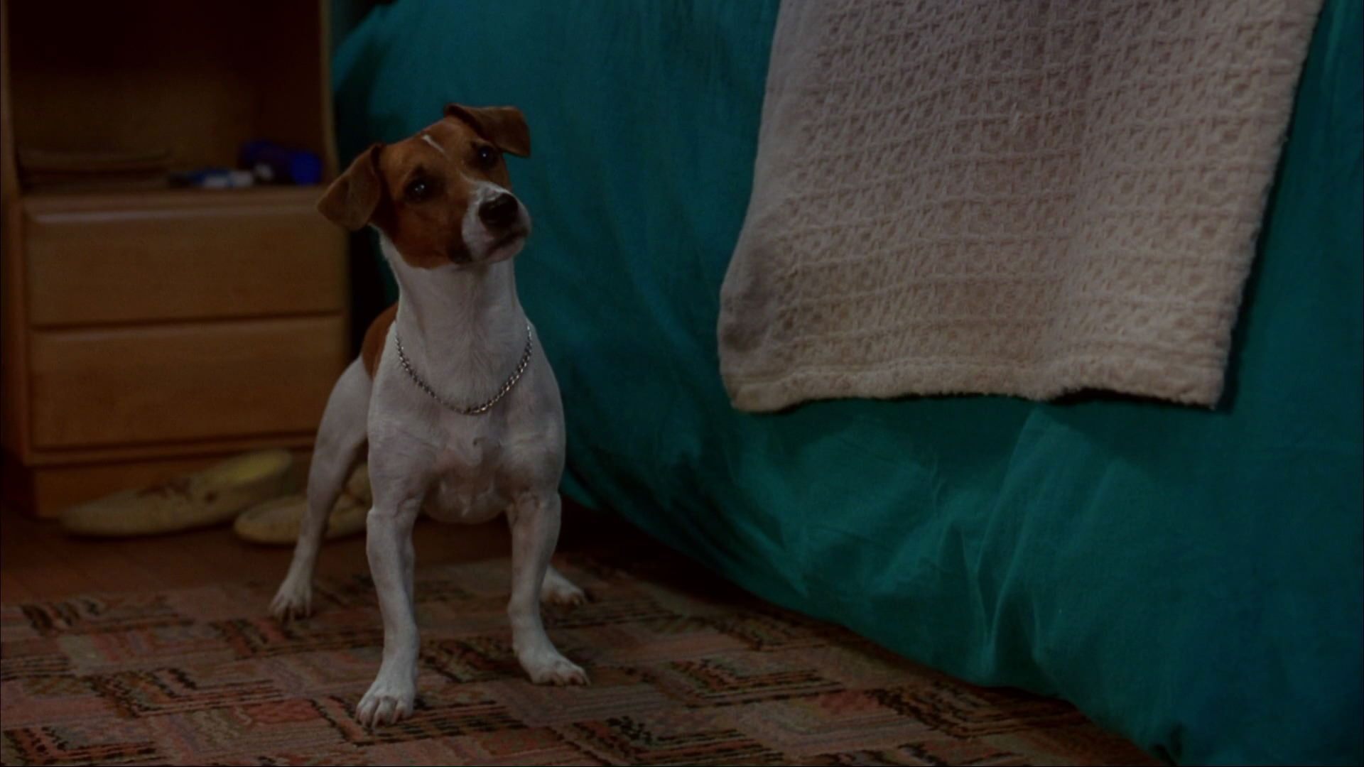 Dog