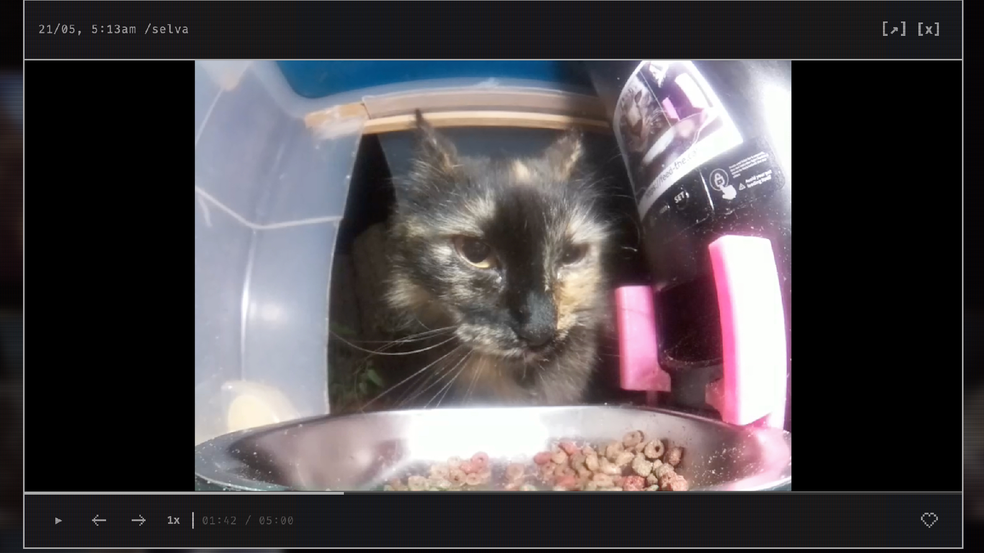 Feed the cat