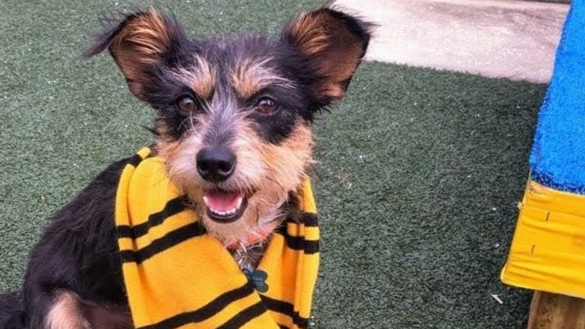 Harry pawter