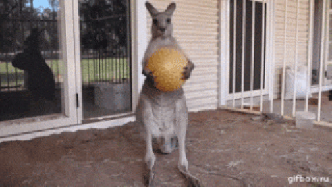 Kangaroo drops the ball