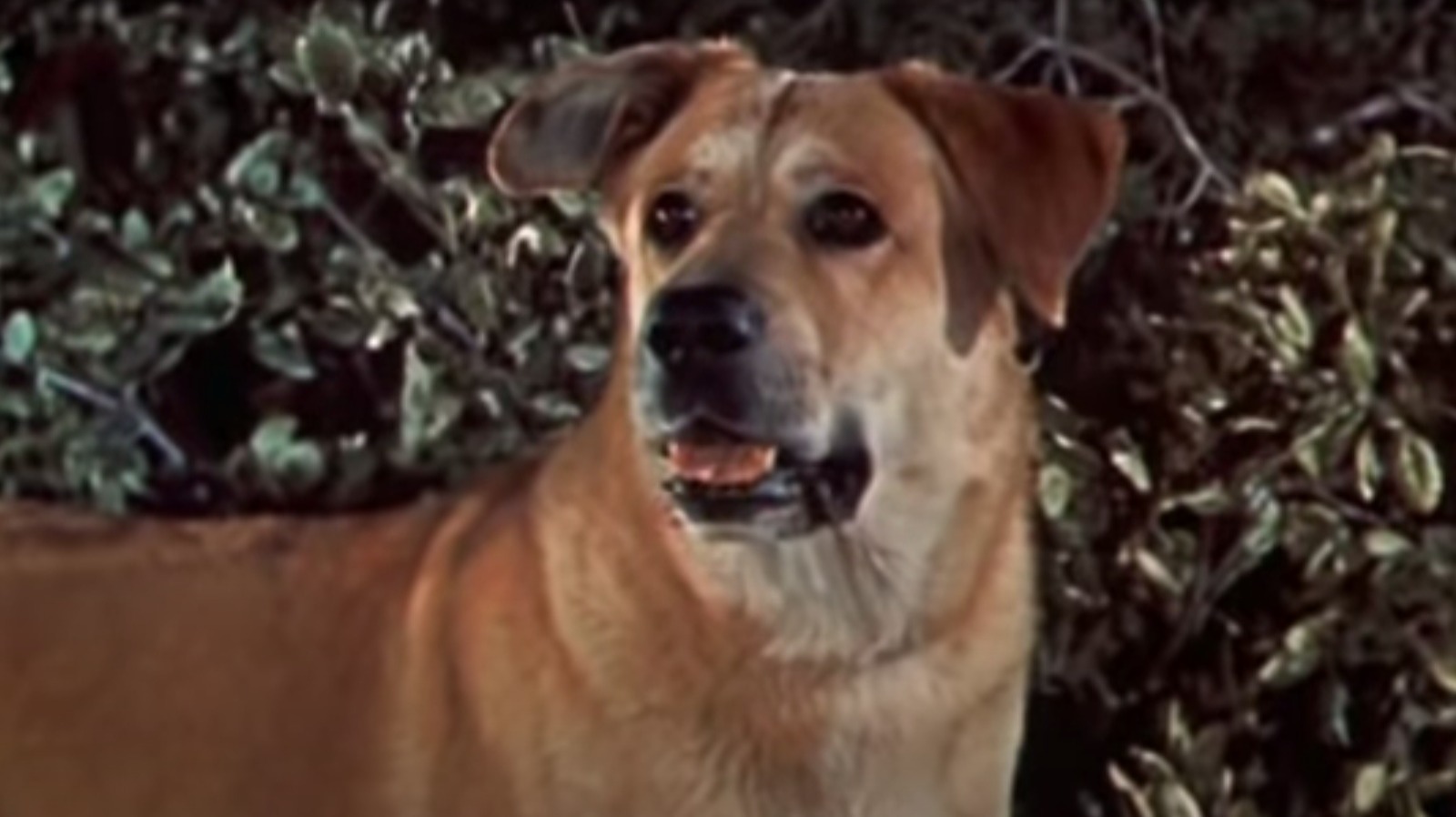 Old yeller movie dog