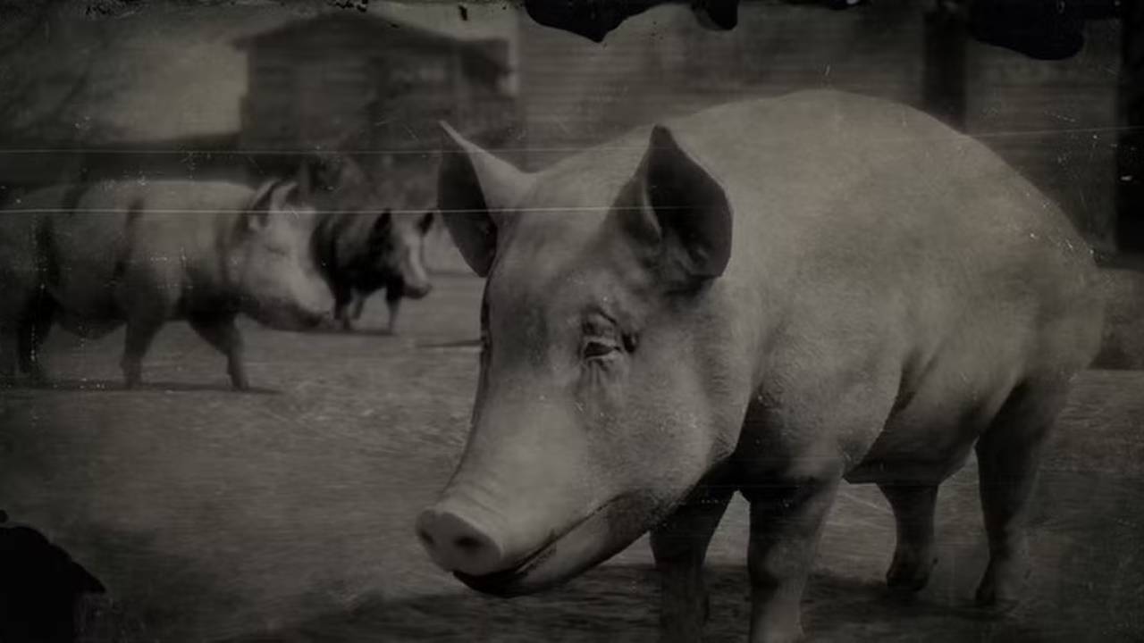 Rdr2 pigs