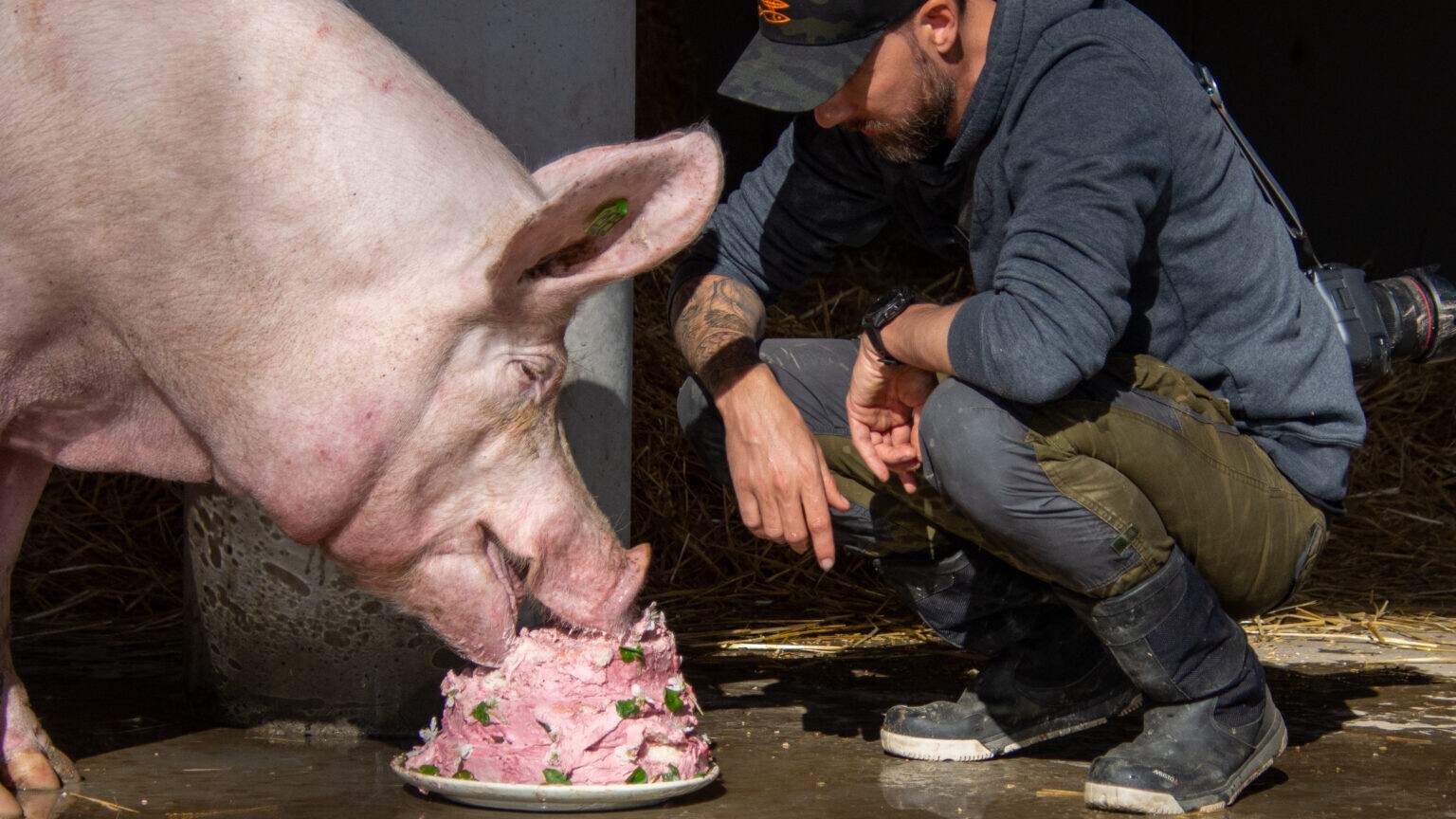 Robert marc lehmann schwein