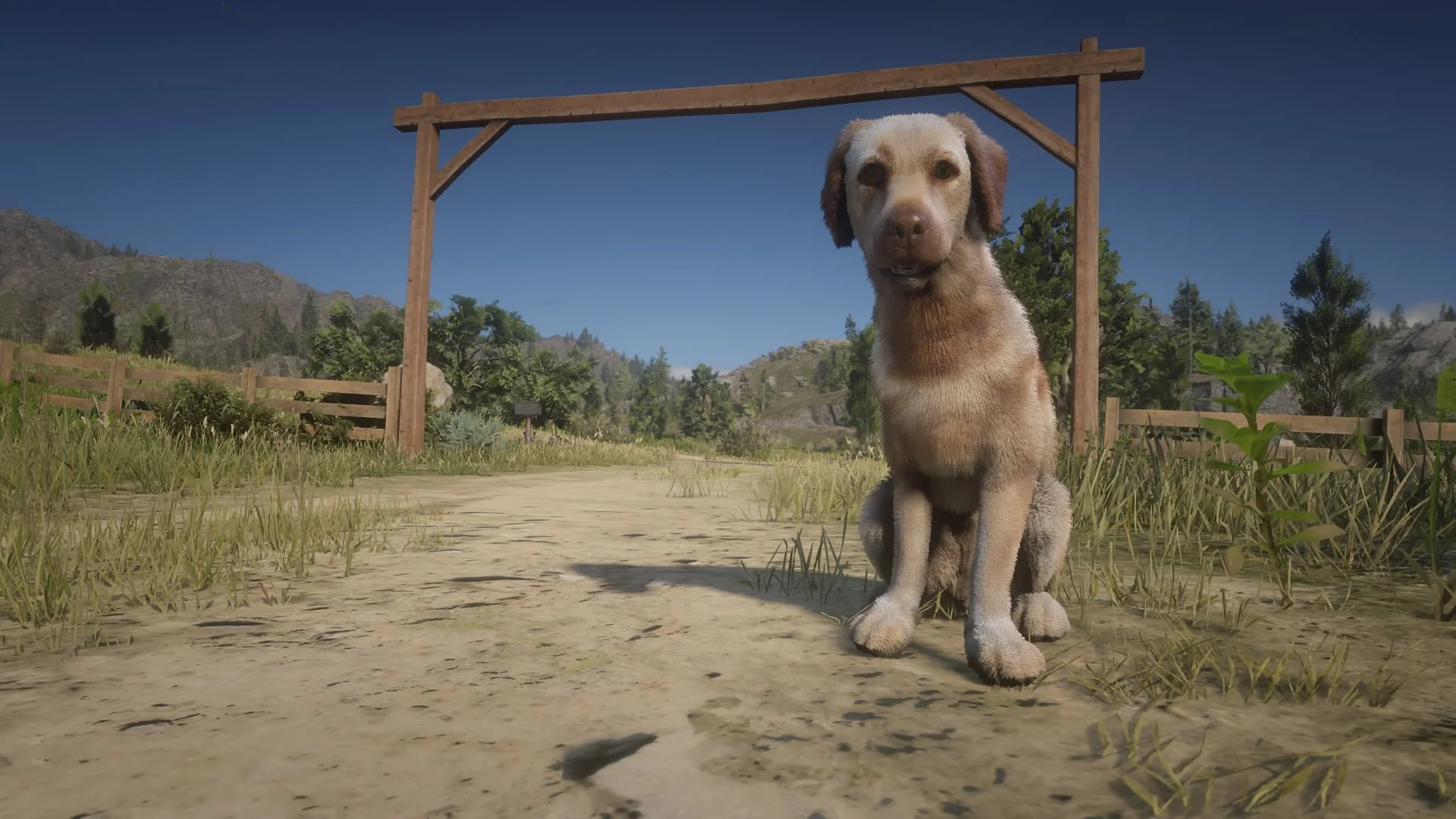 Rufus